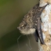 bat_longnosed_la_v_1085_ecu3175.jpg